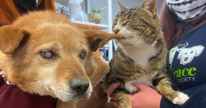  This blind dog left the shelter, but not alone, he left with his best friend, a caring cat