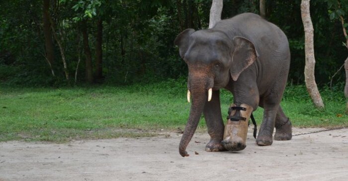  Wonderful veterinarians from Cambodia helped this giant elephant and gave him a second life by making a prosthesis