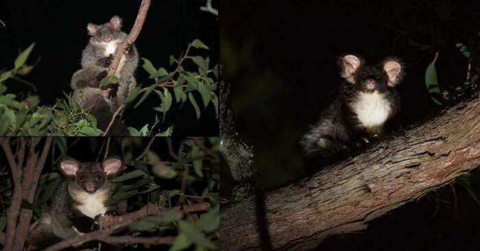  These cute animals were found in Australia: here’s what they look like