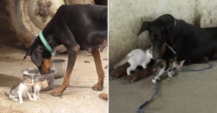  Caring and kind dog lost her puppies and instead became a foster mother for orphan kittens