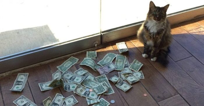  A very interesting story: the employees were amazed at how the cat collected money every day