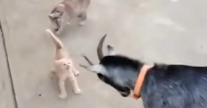  The stubborn attitude of a kitten to a goat: the baby tries without fear to protect the mother from the goat