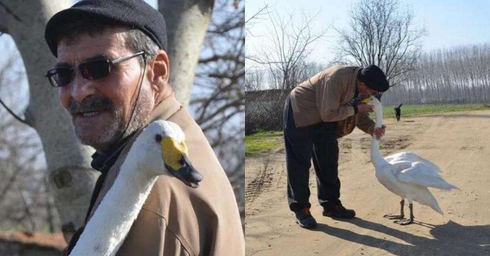  A wonderful and touching story: this bird does not leave the man who saved his life after 37 years