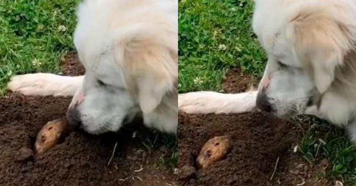  The behavior of this dog was simply mysterious for the owner: the dog sat next to the pit for a long time