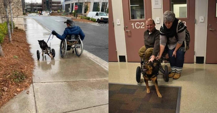  Sometimes disabled animals are left alone: this dog was waiting for a person who would love and take care of him