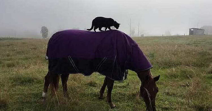  Fortunately, this lonely wonderful cat already has a family, a cozy home and a wonderful friend, a horse