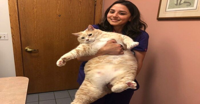  This wonderful and caring couple adopted a fat cat from a shelter and helped him lose weight