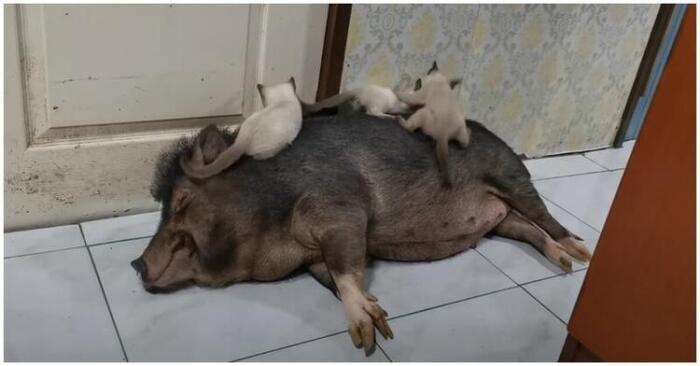  It may seem strange, but these cute kitties really fell in love with the piglet and they became friends