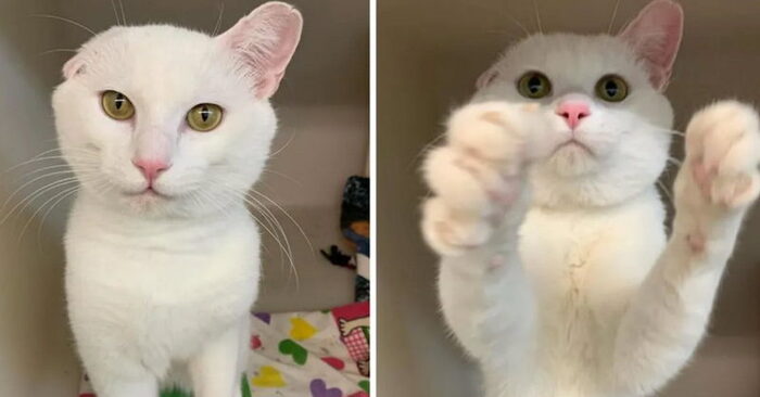  This cute white cat had one ear: he really wanted to have caring and kind owners
