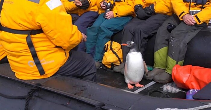  This dexterous penguin immediately understood how to protect himself from whale attacks and jumped into the boat