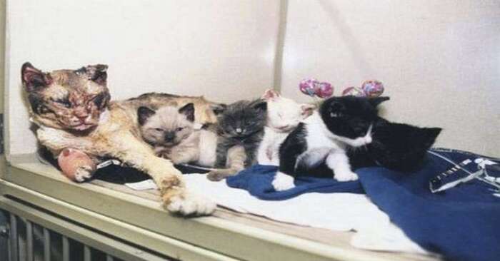  Touching story: this mother cat runs several times to a burning house to save the life of her kittens