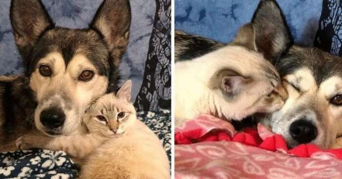  A very sweet story: this kitten which did not walk learned to stand up only with the help of a wonderful husky