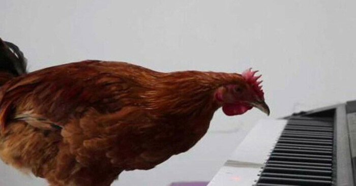  Here is an interesting and funny scene: a Chinese student taught a chicken to play the piano during 2 months