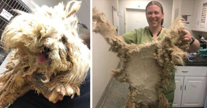  This wonderful cute poodle has been hiding under the carpet for years without anyone noticing