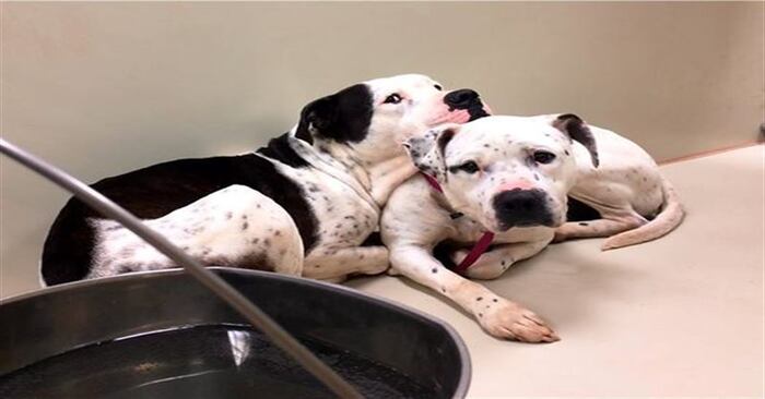 The perfect bond between dogs: this wonderful dog did not agree to leave the shelter alone