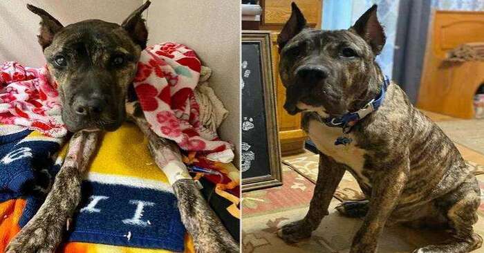  This dog finally gained weight and even found good, wonderful, caring friends
