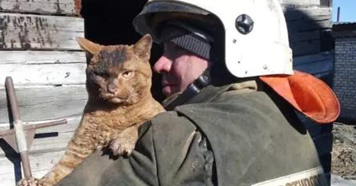  This cat was rescued from the fire: the scene was spread all over the Internet and captured everyone