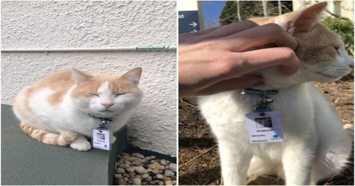  This wonderful cat worked as a security guard at the hospital, never missed work and had his badge