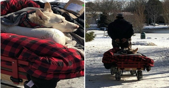  Animals also need good care: this caring owner walked his disabled dog every day