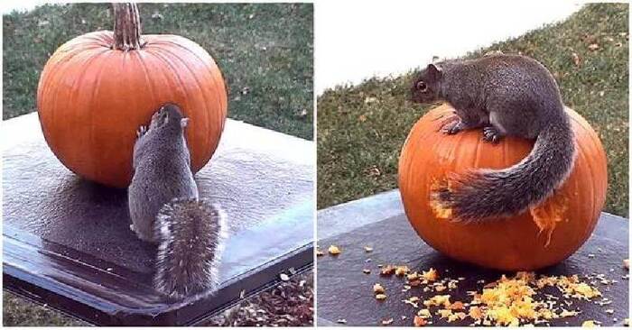 A nimble squirrel was able to make a real masterpiece from a pumpkin for Halloween