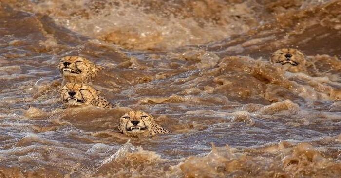  Fortunately, the cheetahs managed to escape: the animals crossed the river, where there were crocodiles