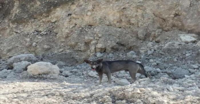  Touching story: this smart dog took a stranger to a rocky, mountainous place to help a child