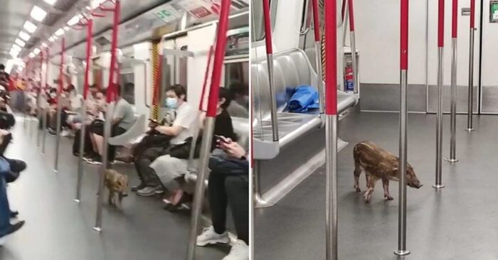  Sometimes we see unexpected scenes: this boar appeared on the subway and got entangled there