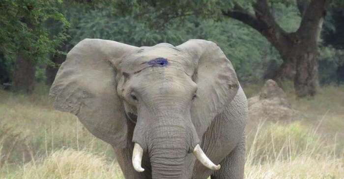  Fortunately, this elephant meets good people and thanks to them, the elephant is operated on