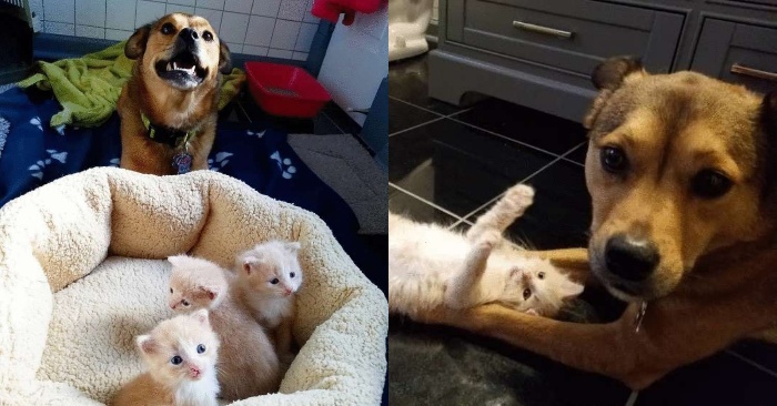  This dog can be such an “adoptive parent”: he has a special attitude for adorable kittens