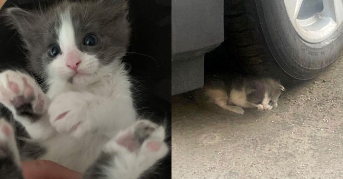  Kind people rescued a wonderful kitten, which crawled under a car to escape the heat