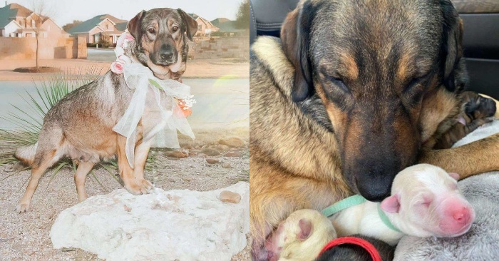  This family spent nearly half a day in the car warming it up until their dog’s pups were born