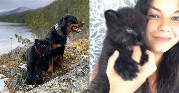  An unexpected, interesting story: a little panther gets close to a dog and lives in cold Siberia