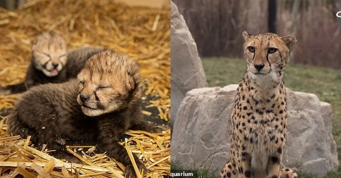  An interesting incident occurred at the Columbus Zoo: a cheetah gave birth to unique cubs