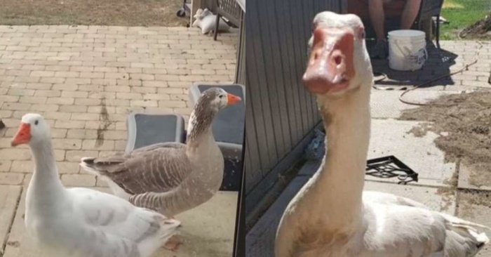  Something unexpected happened when a fox stole a goose from the yard of the house: that’s what happened