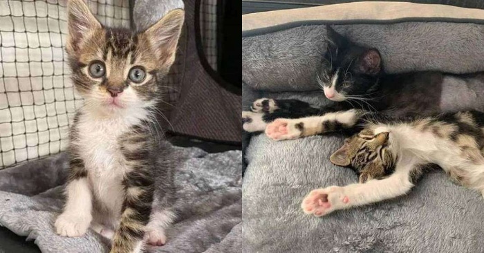  This lonely street cat has already grown up, became smart and was able to achieve what he wanted