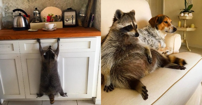  This raccoon was rescued, now he lives in a house with dogs and thinks he is a dog too