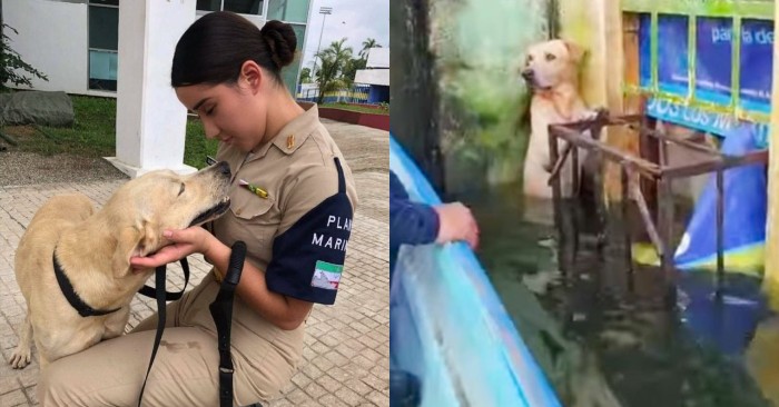  The rescuers were able to help the dog: the Labrador stood on two legs in the water and waited for help