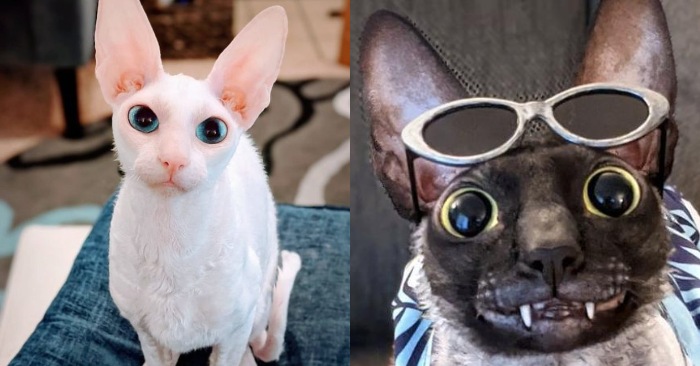  This cat made himself and his friend famous on social media with his unique and strange smile