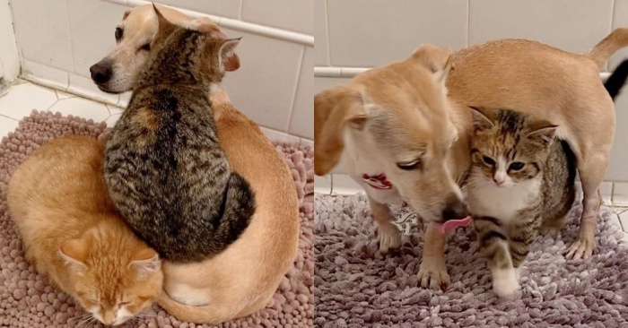  The caring dog took care of little lonely cats and taught them to be strong and not to be shy