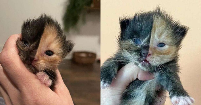  This kitten attracts everyone’s attention with its unique appearance, thanks to which he now has a family