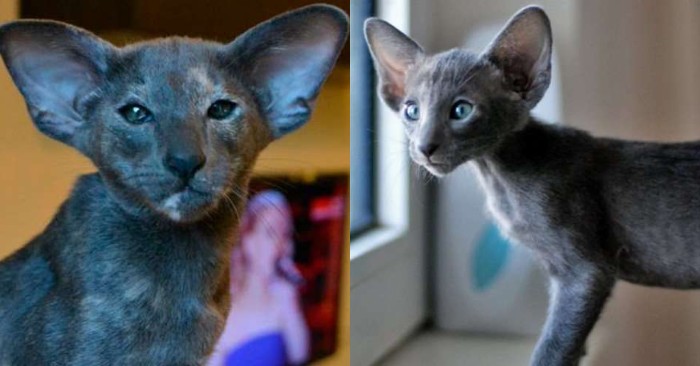  This unique cat has grown and changed a lot: he is certainly very attractive, but his ears have become big