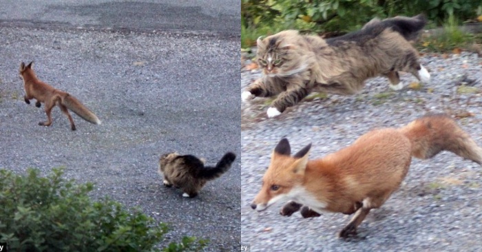 This wonderful, brave and fearless cat was able to drive the fox out of his yard and thus showed his essence