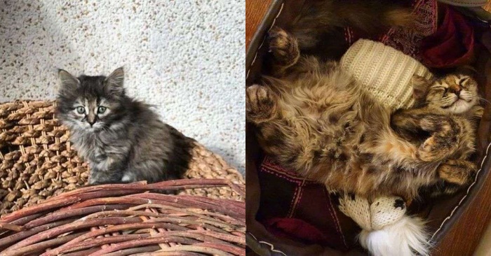  These kind and caring people rescued a lonely orphan cat, took home and made a member of their family