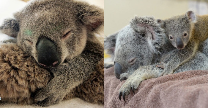  6-month-old caring koala didn’t want to leave her mother even for one minute during the operation