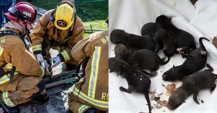  Luckily, the firefighters managed to save the babies in need of help by mistaking them for puppies