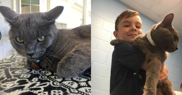  This boy liked the saddest and oldest cat in the shelter, wanted to take him home and take care of the cat