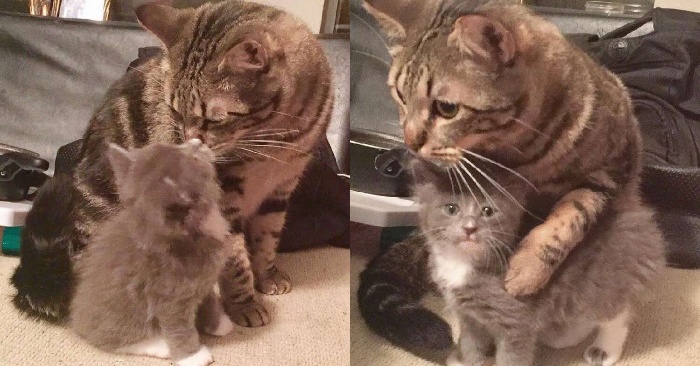  This kind and caring cat is taking care of another cat that had recently been rescued