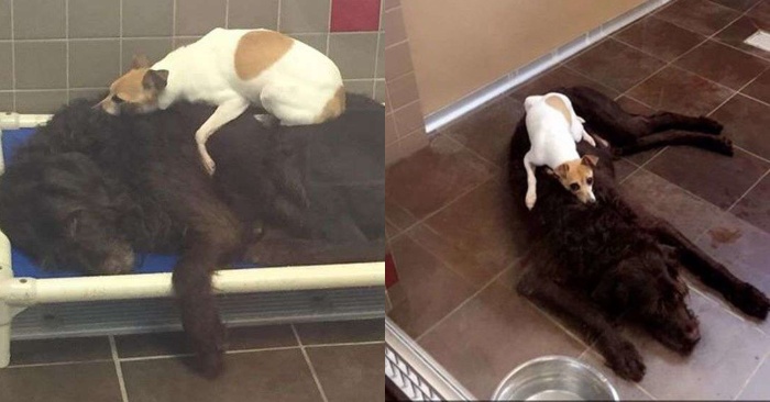  The shelter made an exception: these two wonderful dogs were left alone, but they did not abandon each other