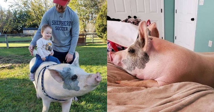  Fortunately, this pig was saved: a kind and caring girl helps the pig, who is now feeling very well