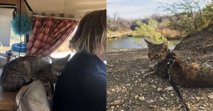  The couple stayed in Mexico for about a year because they couldn’t leave the rescued cat alone